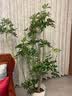 爱优尚造型鸭脚木客厅大盆栽室内鸭掌木八方来财落地大型植物源头直发 实拍图