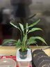 花盆绿植盆栽加厚塑料简约多肉小盆阳台客厅月季玫瑰大号家用花盆 矮款0.5加仑(口径10cm)1个盆 不带托盘 实拍图