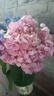云南鲜花批发品质玫瑰百合水养鲜切花送女友水养鲜花源头直发 绣球粉色-1支（深粉浅粉随机发货） 【任选2件—不收运費】 实拍图