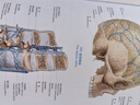 人体解剖彩色图谱（第3版）附赠3D版本人卫AR模型 医学生医生基础医学必备工具书 人民卫生出版社 实拍图
