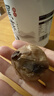 丙田 独头黑蒜600g 紫皮黑大蒜头 山东金乡120天新鲜发酵大果煲汤即食 实拍图