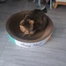 疯狂的主人圆形猫抓板窝耐磨不掉屑猫窝一体猫咪抓盆超大号抓不烂猫爪板耐抓 实拍图