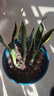 佰花锦金边虎皮兰盆栽好养常青绿植好养矮脚花卉室内客厅办公室耐旱 3颗精品金边虎皮兰裸根 整体高度约25-35cm 实拍图
