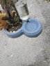 甜浪海猫碗双碗自动喂食器不锈钢狗盆幼猫吃饭喝水防打翻饮水机宠物食盆 实拍图
