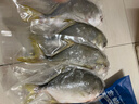 翔泰 海南金鲳鱼净重900g 2条装  鱼类生鲜 火锅食材 海鲜水产  实拍图