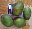 庾丰 海南应季新鲜芒果 整箱当季现摘孕妇热带水果大青 皮芒果 10斤装（净果8.5-9斤）单果300g+ 实拍图