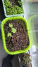 德沃多肥料18L植物营养土通用养花土种菜有机土壤泥炭土绿植盆栽种植土椰糠 实拍图