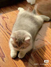 迪尤克（DIYOUKE）全价猫粮 幼猫成猫通用猫干粮 低盐鲜肉美毛 鱼肉味猫粮10kg 实拍图