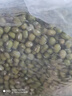 禾煜绿豆 2斤 可发豆芽 打豆浆 五谷杂粮 粗粮 绿豆百合莲子羹原料 实拍图
