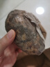 微山湖新鲜莲藕脆嫩多汁现发当季鲜藕下酒菜 清甜凉拌 精品莲藕-1斤 实拍图