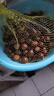 2025福建建瓯锥栗【顺丰配送到家—多地次日达】圆板栗毛栗子油栗 500g 小果/果径1.9-2.1cm 实拍图