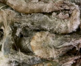 卖鱼郎先生青岛盐冻大虾净重3.6斤 20-25只/斤 白虾基围虾生鲜 虾类 实拍图