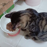 醇粹黑标猫粮 全价无谷双拼冻干猫粮 鸡肉生骨肉猫粮5kg 实拍图