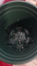 九千谷花盆加仑盆塑料花盆家用园艺种植小花盆带托盘14*14cm 2个装5051 实拍图