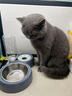 甜浪海猫碗双碗自动喂食器不锈钢狗盆幼猫吃饭喝水防打翻饮水机宠物食盆 实拍图