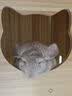 暮秋小主龙猫活物 龙猫活体幼崽宠物毛丝鼠亲人可爱家养网红活宠疫苗齐全 米色弟弟【新手推荐】 实拍图