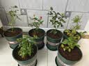 清韵伊人 月季花树苗爬藤当年开花月季花苗特大花盆栽地载庭院蔷薇 天荷繁星【不爬藤】 实拍图