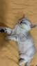 优瑞派猫粮幼猫成猫美短英短蓝猫布偶加菲猫专用流浪猫全价猫粮鱼肉味 经典猫粮牛肉味20斤丨送猫粮1斤 实拍图