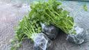 芭芽四季水果小香芹菜苗秧苗大芹菜苗水培老品种白红芹种籽春季蔬菜苗 四季小香芹【鲜嫩脆爽】+肥 12棵 实拍图