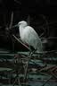 腾龙（Tamron）A071S 28-200mm F/2.8-5.6大光圈远摄大变焦28-200全画幅微单相机镜头28 200 索尼FE卡口 套餐四【送腾龙UV滤镜大礼包+享24期白条免息】 实拍图