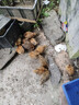 活体小鸡苗纯种土鸡三黄鸡麻黄鸡乌黑鸡品种可选(顺丰1天内发货) 半斤左右高产土鸡 三黄鸡 10只装 实拍图