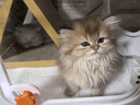 茨格曼猫梳子猫咪梳毛专用去浮毛梳毛刷毛神器清理长毛排梳针梳 实拍图