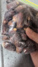 宁果松沙特大椰枣250g特级沙漠迪拜新疆椰枣黑椰枣果干年货休闲零食蜜枣 实拍图