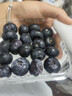山姆大叔云南L25花香蓝莓【顺丰闪送-次日达多地】蓝莓水果礼盒新鲜送礼 【金奖】特级果（单果16-18mm） 【尊享礼盒】12盒 | 品质臻享 | 100g/盒 实拍图