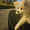 HKML狗狗厕所小型犬专用宠物用品狗便盆尿盆鹦鹉站架喂食排便桌面训练 绅士灰小号：40x30x11cm 实拍图