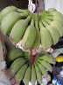 城南堡花广西小米蕉 现摘小香蕉 苹果蕉新鲜水果 小米蕉3斤装 晒单实拍图