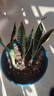 佰花锦金边虎皮兰盆栽好养常青绿植好养矮脚花卉室内客厅办公室耐旱 3颗精品金边虎皮兰裸根 整体高度约25-35cm 实拍图