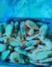 海皇湾格陵兰头籽北极甜虾北极熊腹籽刺身特大号冰虾元宝虾籽虾 金标腹籽礼盒 4斤(净重)  实拍图
