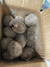生鲜密语广西荔浦芋头 地标农产品 正宗荔浦芋 新鲜香芋 火锅食材生鲜蔬菜 3-5个2.5kg 净重4.9斤 1份装（芋香浓郁） 实拍图