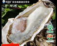 贝司令 鲜活乳山生态生蚝7XL 净重9斤 9-12只 生鲜源头直发 中秋聚餐  实拍图