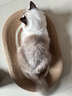 POPOCOLA剑麻猫抓板耐磨不掉屑猫窝一体猫爪板耐抓藤编猫咪超大号猫抓盆盘 实拍图