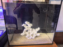 方小章背滤海水缸全套小丑鱼珊瑚缸新手中小型客厅桌面方缸超白玻璃鱼缸 HB500-标配+挡板(升级加热棒区) 实拍图