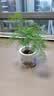 绿有意绿植盆栽多肉花卉盆栽植物室内桌面水培绿植办公室客厅植物懒人 4盆自选】植物和盆颜色请备注 实拍图