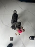 柒哦狗狗玩具耐咬磨牙幼犬狗狗毛绒发声自嗨解闷神器中小型犬宠物用品 狗狗玩具小牛 实拍图