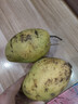 【双十一热卖】玉芒水果芒果新鲜上市 带箱2斤【单果300g+】 实拍图