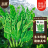 北蔬 豌豆尖种子种苗秋四季芽苗菜蔬菜种籽 北蔬鲜嫩豌豆尖种子200g 实拍图