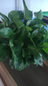 双盟绿萝盆栽除甲醛花卉绿植办公室新房净化空气180加仑2盆装源头直发 实拍图