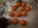 田良季巧克力脆柿子【闪送】广西恭城柿子硬糖心新鲜水果送礼物盒双十一 精选果5斤礼箱丨单果150-180g+ 5A商超级 实拍图