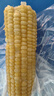 新鲜黄糯玉米真空包装速食玉米低脂粗粮代餐杂粮早餐包邮 精选 8棒 180g-220g/棒 实拍图