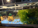 阔庭（KUOTING）缸水族箱生态桌面鱼缸新款懒人鱼缸生态造景过滤制氧一体机白色 实拍图
