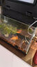 米家（MIJIA）小米米家智能生态鱼缸还原自然生态补仓一次三月无忧出差旅行必备 实拍图