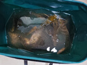 佳钓尼（JIADIAONI）活鱼桶钓鱼手提路亚装鱼箱可折叠钓箱野钓专用一体成型 36cm 实拍图