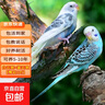 宠尚天油葵小瓜子小零食黑珍珠瓜籽虎皮牡丹玄凤鹦鹉非饲料鸟粮鸟食100g 实拍图