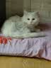 KOJIMA 宠物湿巾猫咪除臭去污猫狗犬猫通用湿巾猫咪狗狗擦泪痕全身清洁 【活动专属】宠物湿巾80片*4袋 实拍图