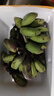 小博农场广西香蕉 小米蕉 新鲜水果 生鲜 生果 小米蕉是小的 青芭蕉特产 小米蕉净9斤（青蕉需催熟后食用） 实拍图