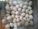 绿田逐新鲜农家精选鸽子蛋30枚 550g孕妇食物生鲜蛋礼盒源头直发 实拍图